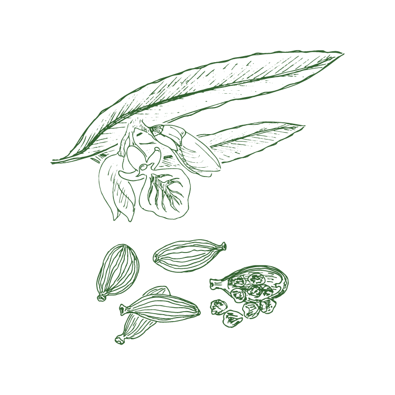 CARDAMOM